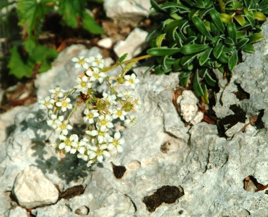 Saxifraga callosa / Sassifraga meridionale